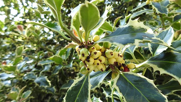 Hulst Plant, Fruit, Hulst, Plantaardige