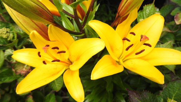 Lilium, Geel, Lelie, Bloesem, Bloom