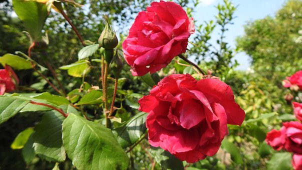 Roos, Rood, Rozen, Bloom, Bloesem