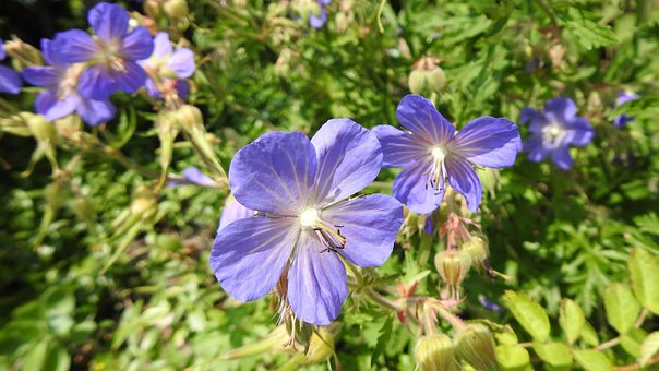 Paars, Wilde Bloemen, Bloemen, Tuin