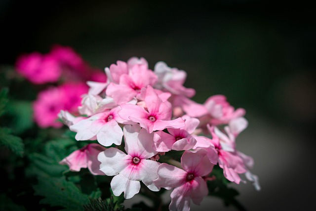 Flower, Blumen Hintergrund, Blumen