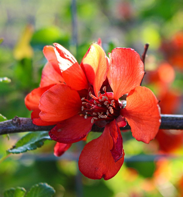 Flowers, Nature, Blume, Blumentapete