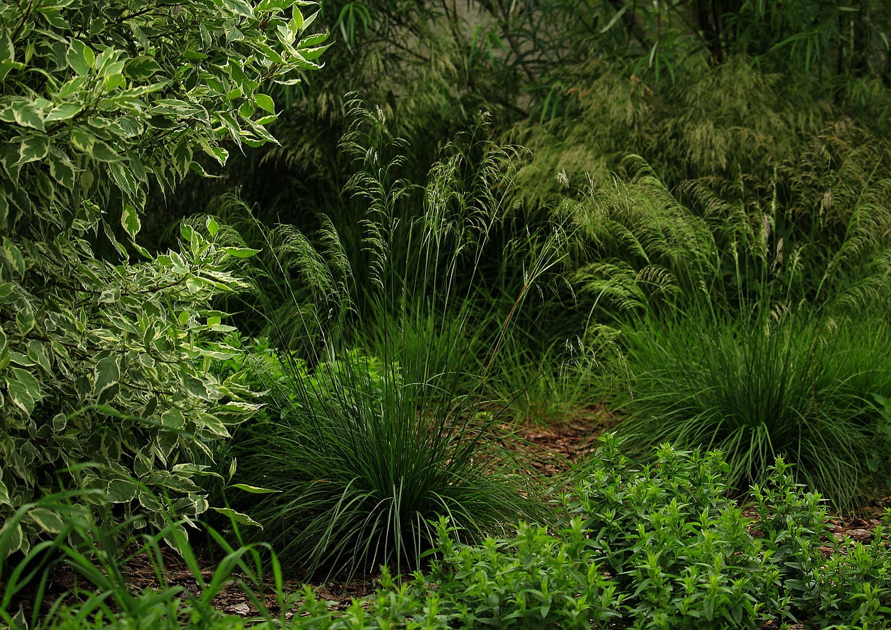 Herbs The Park Grass - Free photo on Pixabay - Pixabay