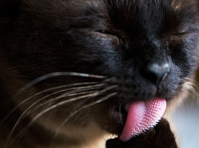 Free Pet Cat photo and picture