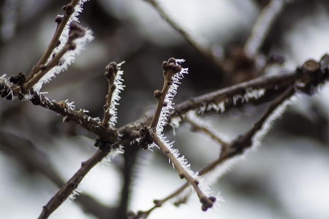 Free Frost Tree photo and picture