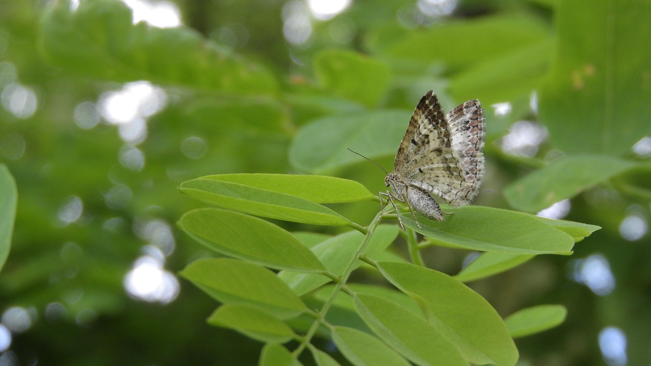 Butterfly Inchworm On The Sheet Free photo on Pixabay Pixabay