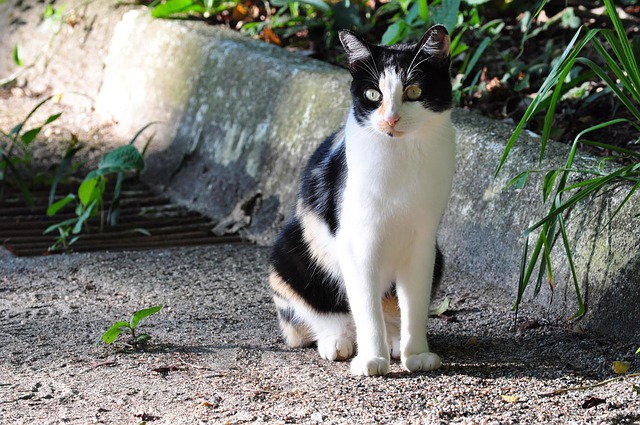 Free Cat Nature photo and picture