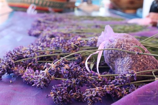 Lavande, Purple, Fleur, Couleur Lavande