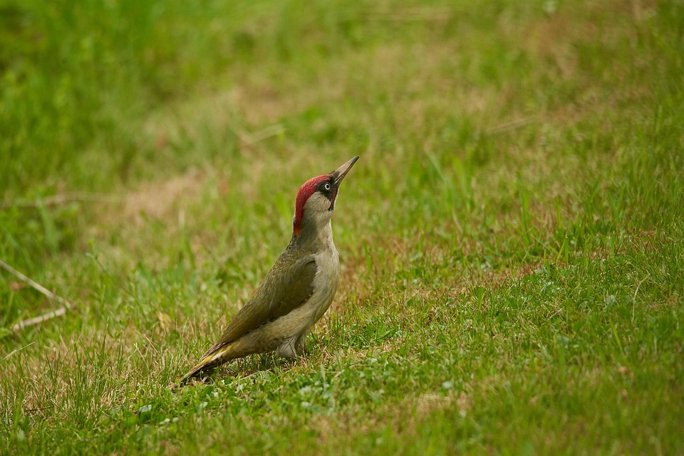 Animal Pic Vert Oiseau Photo Gratuite Sur Pixabay