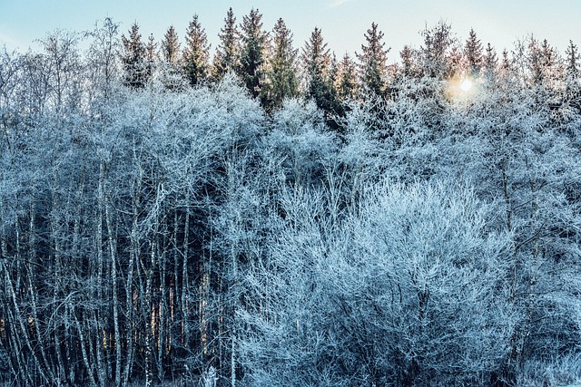 Free Nature Forest photo and picture