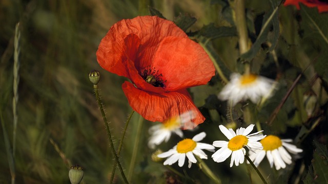 Affiche botanique - Coquelicot - Les flâneries de Capucine