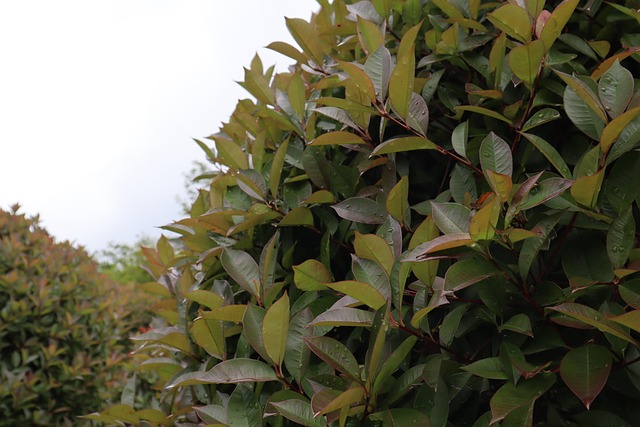 Free Plant Nature photo and picture