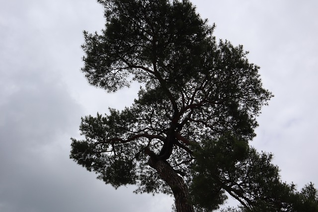 Free Plant Nature photo and picture