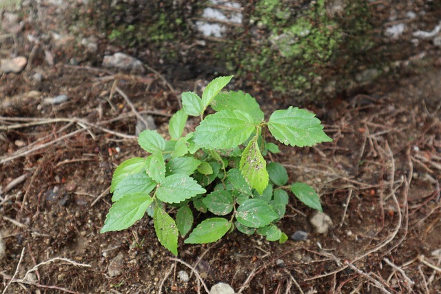 Free Plant Nature photo and picture
