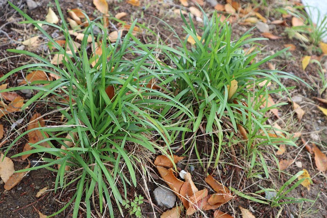 Free Plant Nature photo and picture