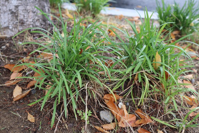 Free Plant Nature photo and picture