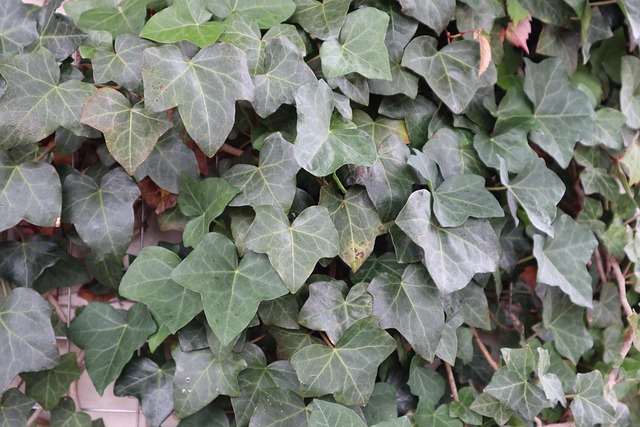 Free Plant Nature photo and picture