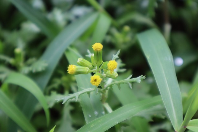 Free Plant Nature photo and picture