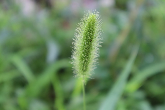 Free Plant Nature photo and picture