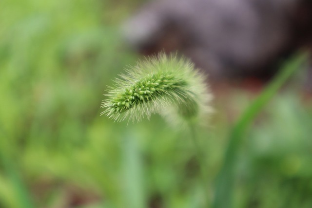 Free Plant Nature photo and picture