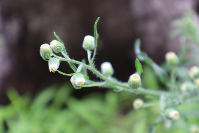 Free Plant Nature photo and picture