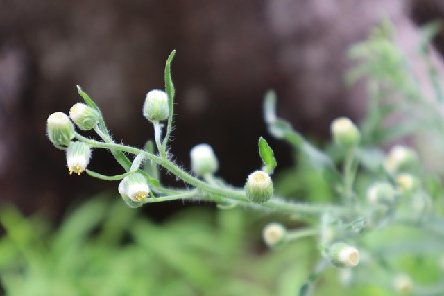 Free Plant Nature photo and picture
