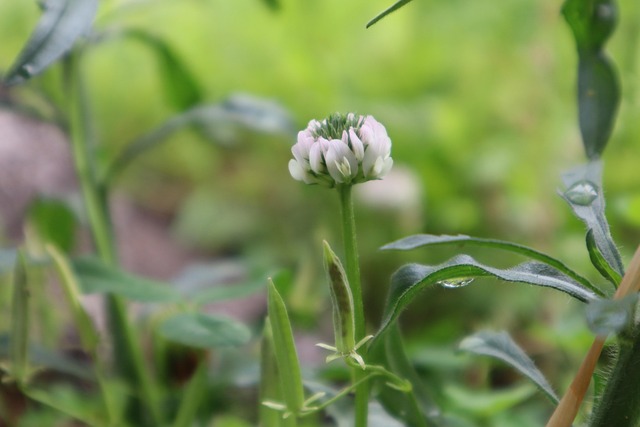Free Plant Nature photo and picture