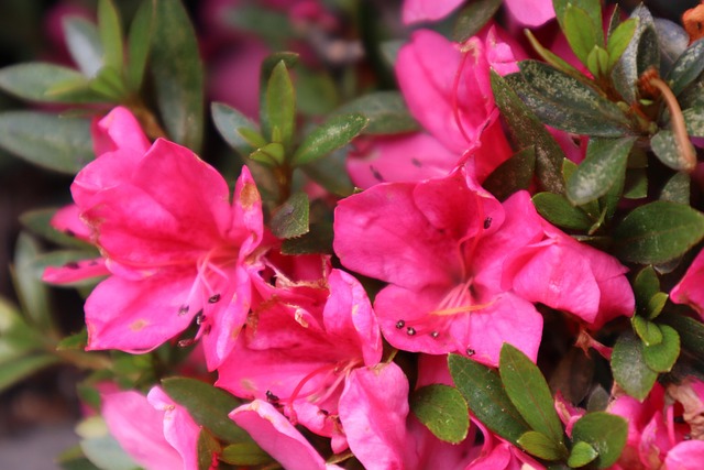 Free Nature Plant photo and picture