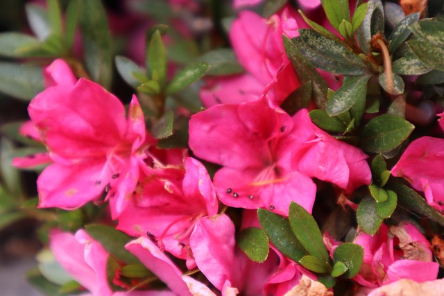Free Nature Plant photo and picture
