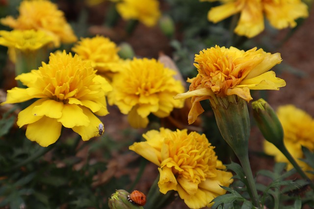Free Nature Plant photo and picture