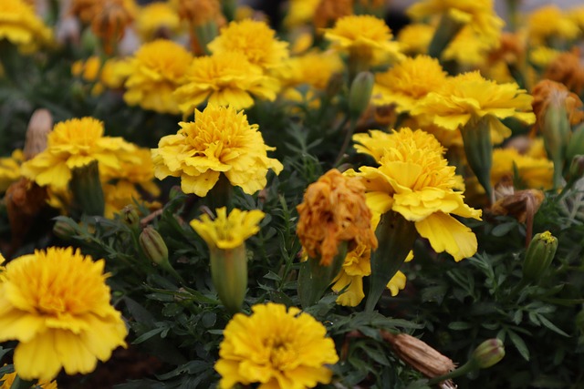 Free Nature Plant photo and picture