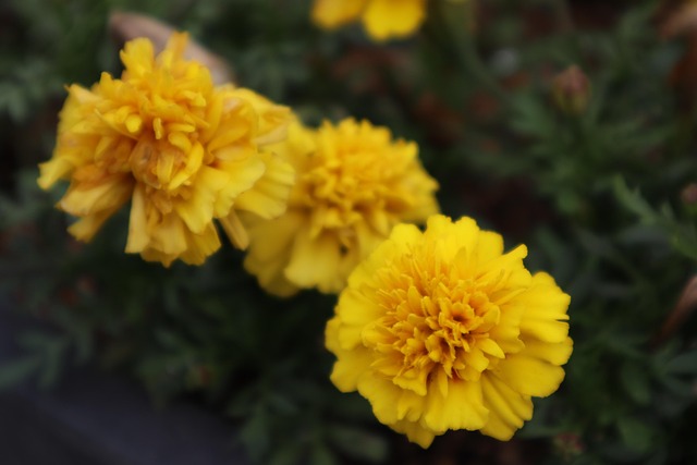 Free Nature Plant photo and picture