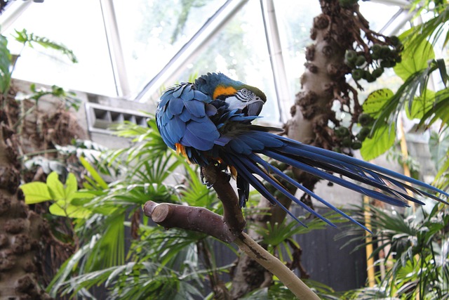 Free Macaw Bird photo and picture