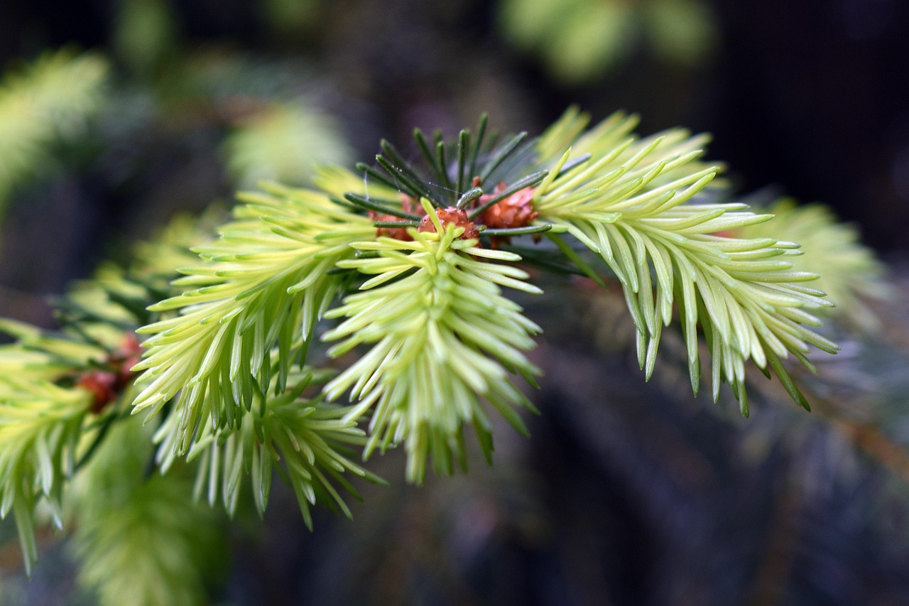 Aiguilles Sapin Pin Photo Gratuite Sur Pixabay Pixabay Aiguilles Sapin Pin Photo Gratuite Sur Pixabay Pixabay