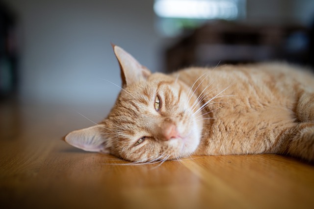 Free Cat Relax photo and picture