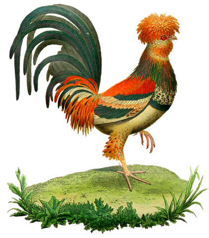 1,000+ HD Rooster Pictures & Images for Free