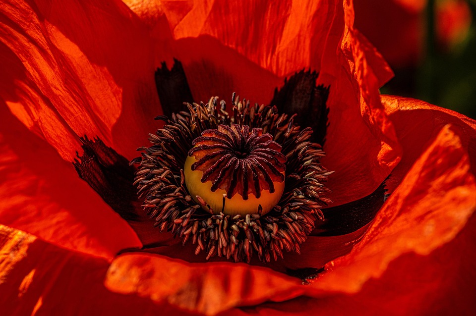 Blüte Mohn Rot Kapsel - Kostenloses Foto auf Pixabay