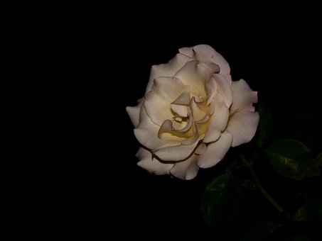 Rose, Hvid, Blomst, Skumring, Have