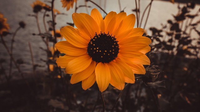 Free Sunflower Flower photo and picture