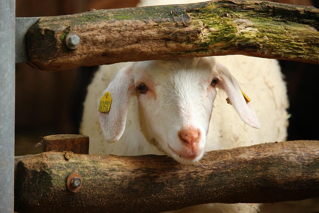Schaf, Lamm, Bauernhof, Tierkind, Tier