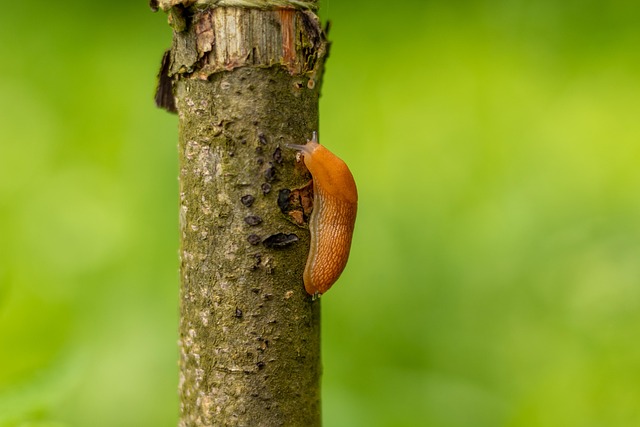 Slug, Gastropoden, Muschel, Garten