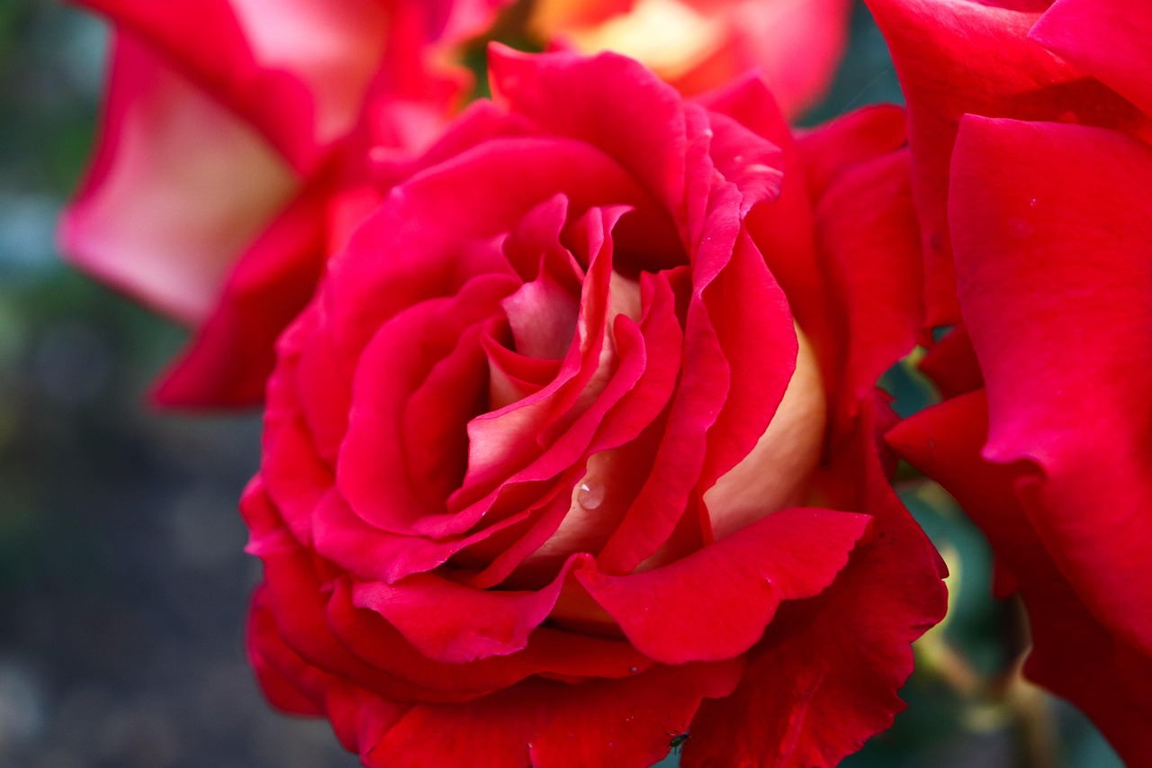 Fleur Rose Nature - Photo gratuite sur Pixabay - Pixabay