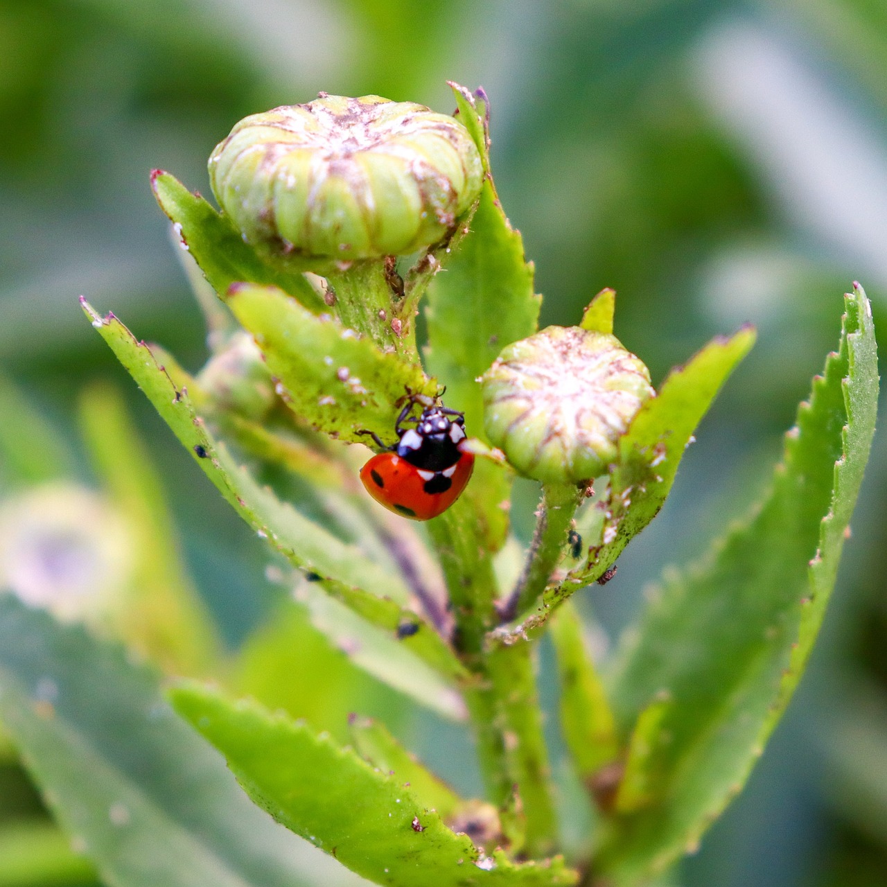 ladybird-ladybug-insect-free-photo-on-pixabay-pixabay