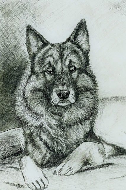 Free shepherd dog drawing portrait illustration