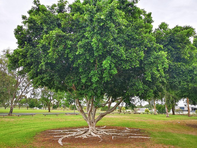 Free Tree Deep Rooted Tree photo and picture