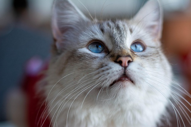 Kitty, Felină, Ochi Albaştri, Priveşte