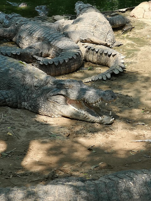 Free Sharp Teeth Crocodile photo and picture