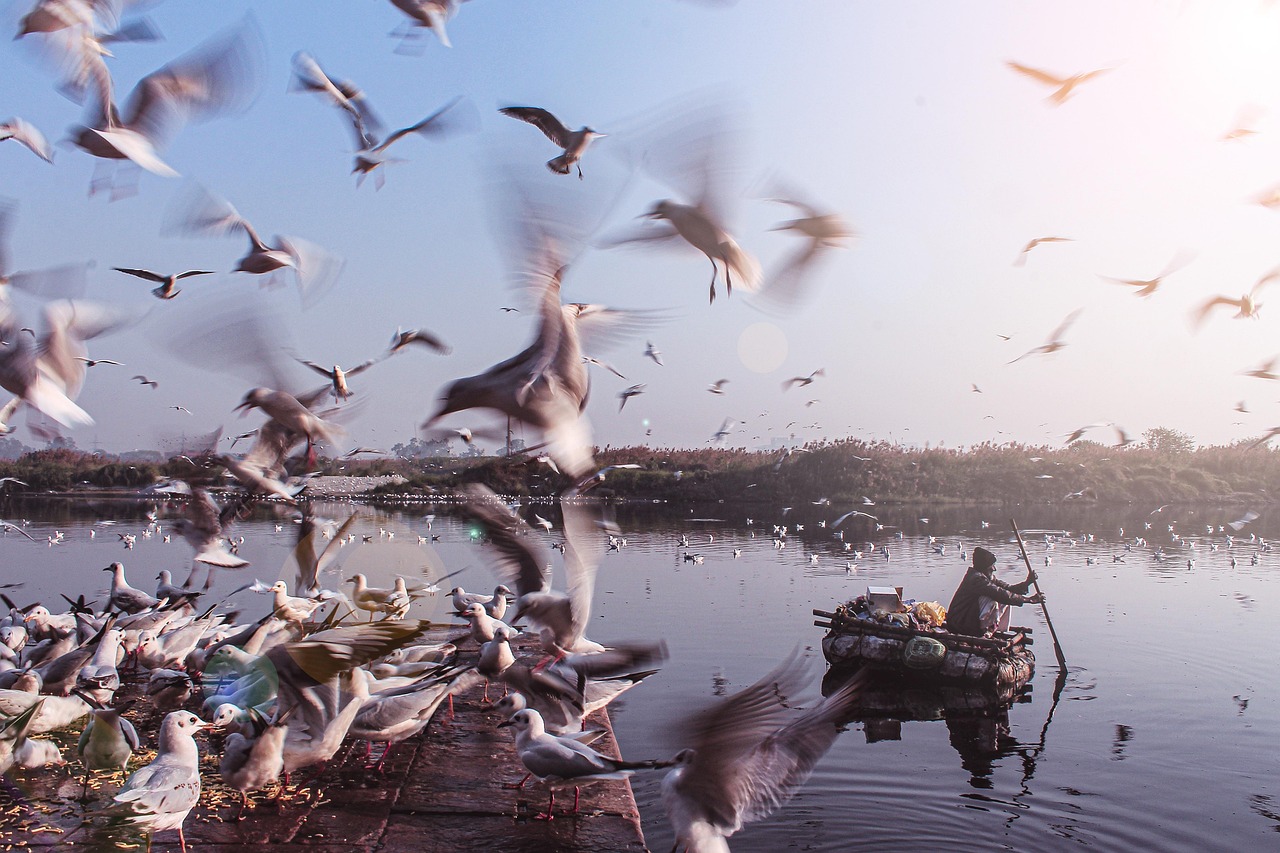 https://cdn.pixabay.com/photo/2020/06/13/15/01/birds-5294537_1280.jpg