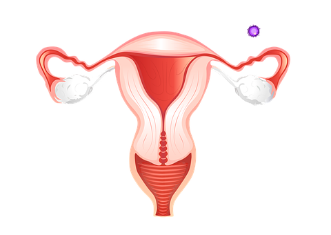 Ovar, Utero, Uter, Femeie, Fertilitatea