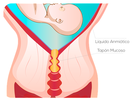 Utero, Uter, Femeie, Fertilitatea